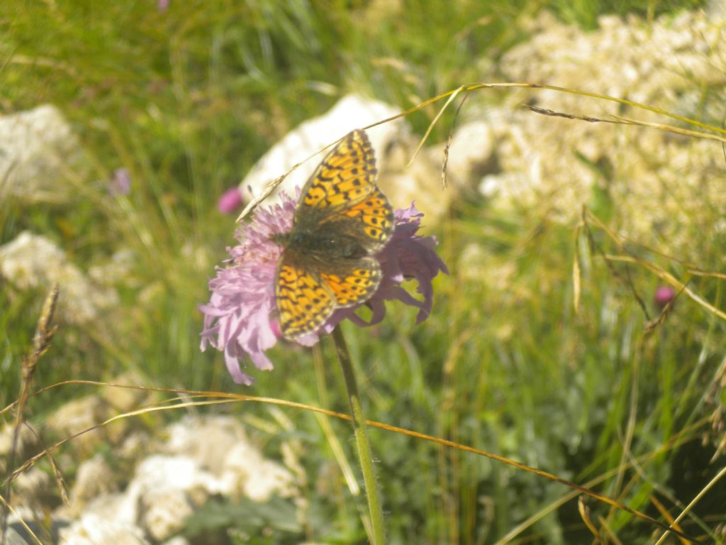 Boloria pales, femmina